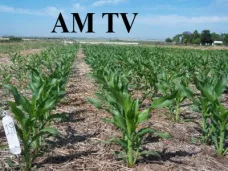 AM TV: Las finanzas y el clima alientan a los granos. Mejoraron los valores del maíz nuevo: U$S 120
