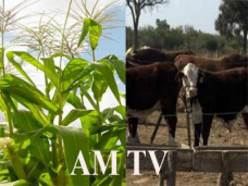 AM TV: El impulso del maíz contagia a los demás commodities. La presión de Moreno provocó bajas en las haciendas livianas