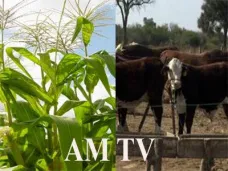 AM TV: El impulso del maíz contagia a los demás commodities. La presión de Moreno provocó bajas en las haciendas livianas