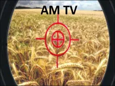 AM TV: Las lluvias en nuestro país estabilizaron las proyecciones de  producción de trigo