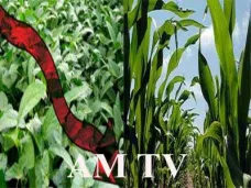 AM TV: Mercado local- aparecieron exportadores activos por maíz y mejoran los precios forward. Bajó la soja