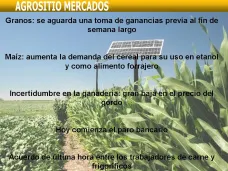 AM TV: Maíz- Aumenta su demanda para etanol y forraje. Hacienda- Baja fuertemente el precio del gordo