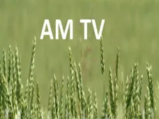 AM TV: Granos- ¿Comprar, vender? Todo el análisis y recomendaciones- Con Santiago Navone