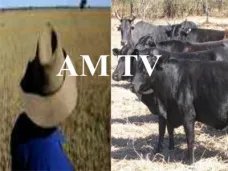 AM TV:  