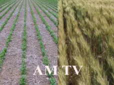 AM TV: Se sembró 5% del área total de soja y se esperan mejores rindes para el trigo en el sudeste bonaerense