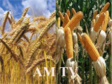 AM TV: La soja continúa con racha negativa en CBOT. Valores sostenidos en Liniers