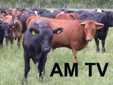 AM TV: 