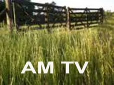 AM TV: 