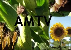 AMTV: 