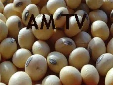 AMTV: 