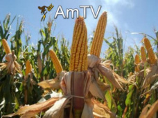 AMTV: 