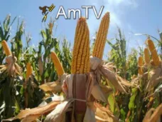 AMTV: 