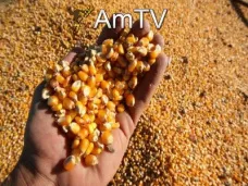 AMTV: 