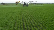 AMTV: 
