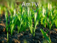 AMTV: 