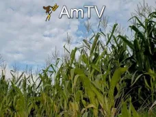 AMTV: 