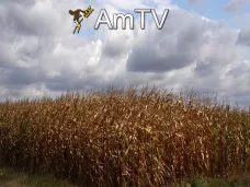 AMTV: 