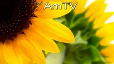 AMTV: China mejora el margen de la molienda de soja y podría impulsar los precios de CBOT