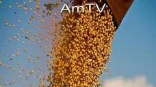 AMTV: Primeros rindes de maíz y soja muy elevados. Poco interés vendedor de soja local
