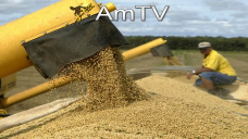 AMTV: El mercado de soja comenz a operar positivo y el de maz con mejoras netas 