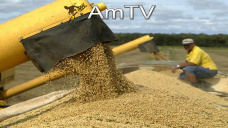 AMTV: El mercado de soja comenzó a operar positivo y el de maíz con mejoras netas 