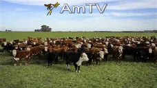 AMTV: El mercado arranca en baja. Firmeza en demanda de poroto y harina de soja