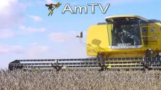 AMTV: Precios fuertes de trigo. En soja y maíz se dan leves bajas
