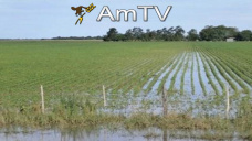 AMTV: Las ventas de EEUU fueron muy buenas. El precio de la soja bajó U$S 6/Tn
