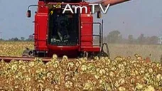 AMTV: Los futuros de trigo operan en baja y los de maíz con subas