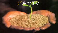 AMTV: Presionan a la baja al maíz y soja las lluvias en EEUU. 