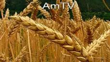 AMTV: Continua la tendencia positiva para la soja