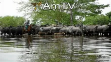 AMTV: La soja quebró la barrera de los 900 puntos. El clima no ayuda en EEUU