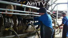 AMTV: Maíz y trigo mejorando y soja con variaciones moderadas