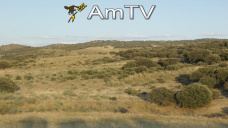 AMTV: En CBOT, los granos abren a la baja. Caerá el área implantada en Argentina