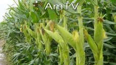 AMTV: El mercado muestra un rebote técnico