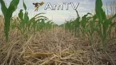 AMTV: Cosecha avanza y el clima no muestra inclemencias para trillar