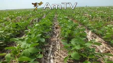 AMTV: Maíz y soja suben mientras que el trigo está en baja
