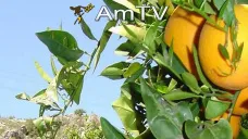 AMTV: Granos operan en baja. La demanda de maíz y trigo está activa