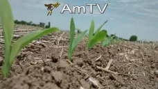 AMTV: La soja repuntó. Los operadores están atentos al Reporte del martes del USDA