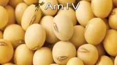 AMTV: Caídas en la economía china lleva a los granos a operar en baja
