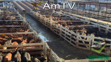 AMTV: Buenos ingresos en Liniers. Se espera más producción de maíz tardío en Brasil
