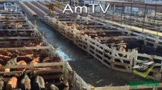 AMTV: Buenos ingresos en Liniers. Se espera más producción de maíz tardío en Brasil