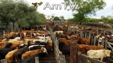 AMTV: Alerta por rindes y logística de soja. En Liniers ingresaron más de 3600 animales
