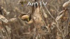 AMTV: Consultoras recortan proyecciones de producción maicera en Brasil y sojera en Argentina