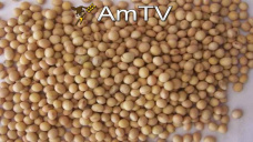 AMTV: Las exportaciones de poroto de soja en Argentina podran bajar 25%