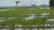 AMTV: Expectativas por menores stocks de soja y maíz