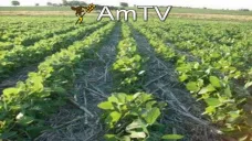 AMTV: Moderada recuperación en los valores de soja. Datos de exportación estadounidense