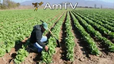 AMTV: Se espera un pasaje de área sembrada de maíz a soja en EEUU