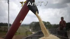 AMTV: Futuros de soja intentan repuntar luego de las caídas de ayer