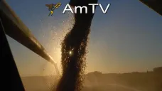 AMTV: Nuevas intenciones de compra por trigo y alza en estimaciones de ventas de soja